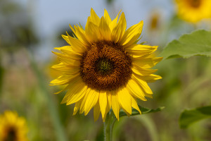 Zonnebloem Peereboom 2025